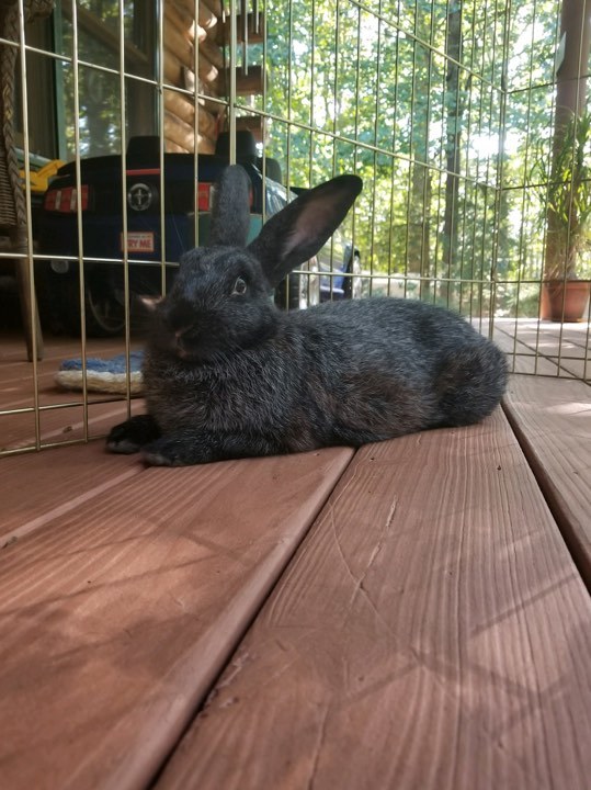 Shaker, an adopted Bunny Rabbit in Cream Ridge, NJ_image-1