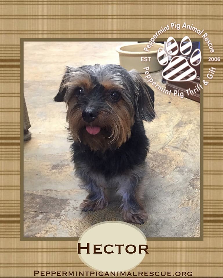 Hector Adoption Pending detail page