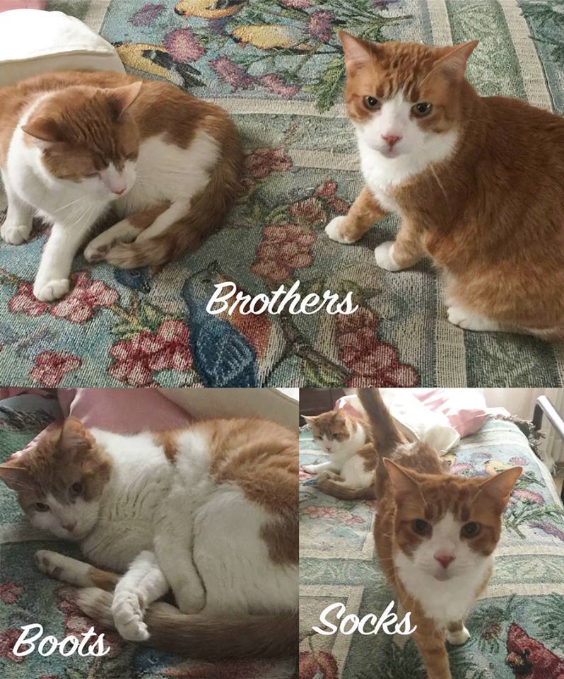 2 Brothers Urgent Declaw detail page