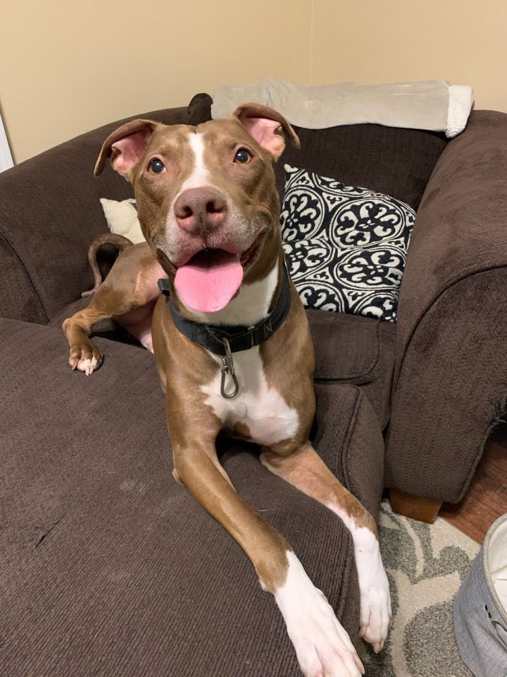 63+ Full Grown Doberman Pit Mix