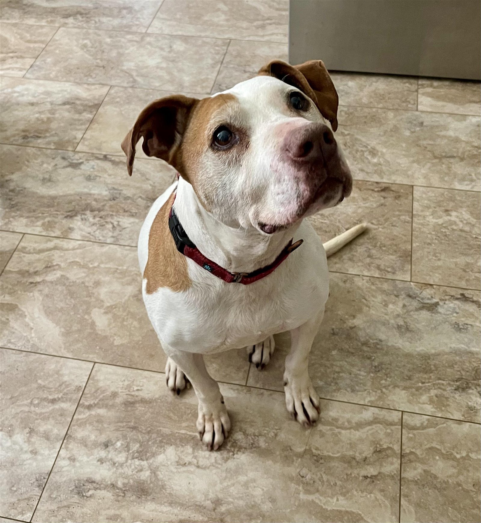 Lexi (senior), an adoptable American Bulldog, Pit Bull Terrier in Spotsylvania, VA, 22553 | Photo Image 1