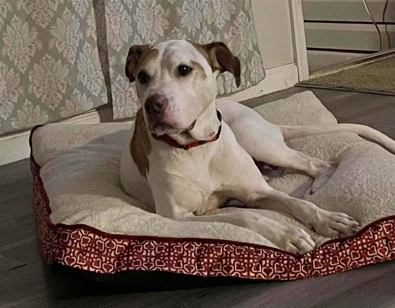 Lexi (senior), an adoptable American Bulldog, Pit Bull Terrier in Spotsylvania, VA, 22553 | Photo Image 2