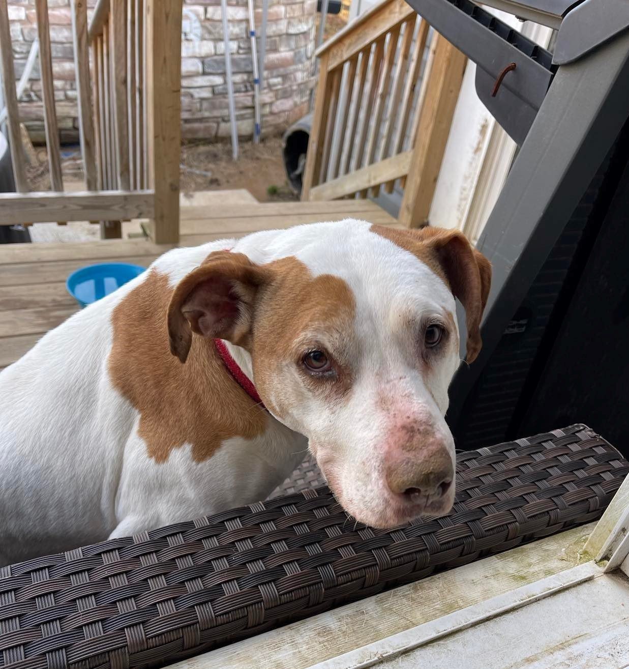 Lexi (senior), an adoptable American Bulldog, Pit Bull Terrier in Spotsylvania, VA, 22553 | Photo Image 3