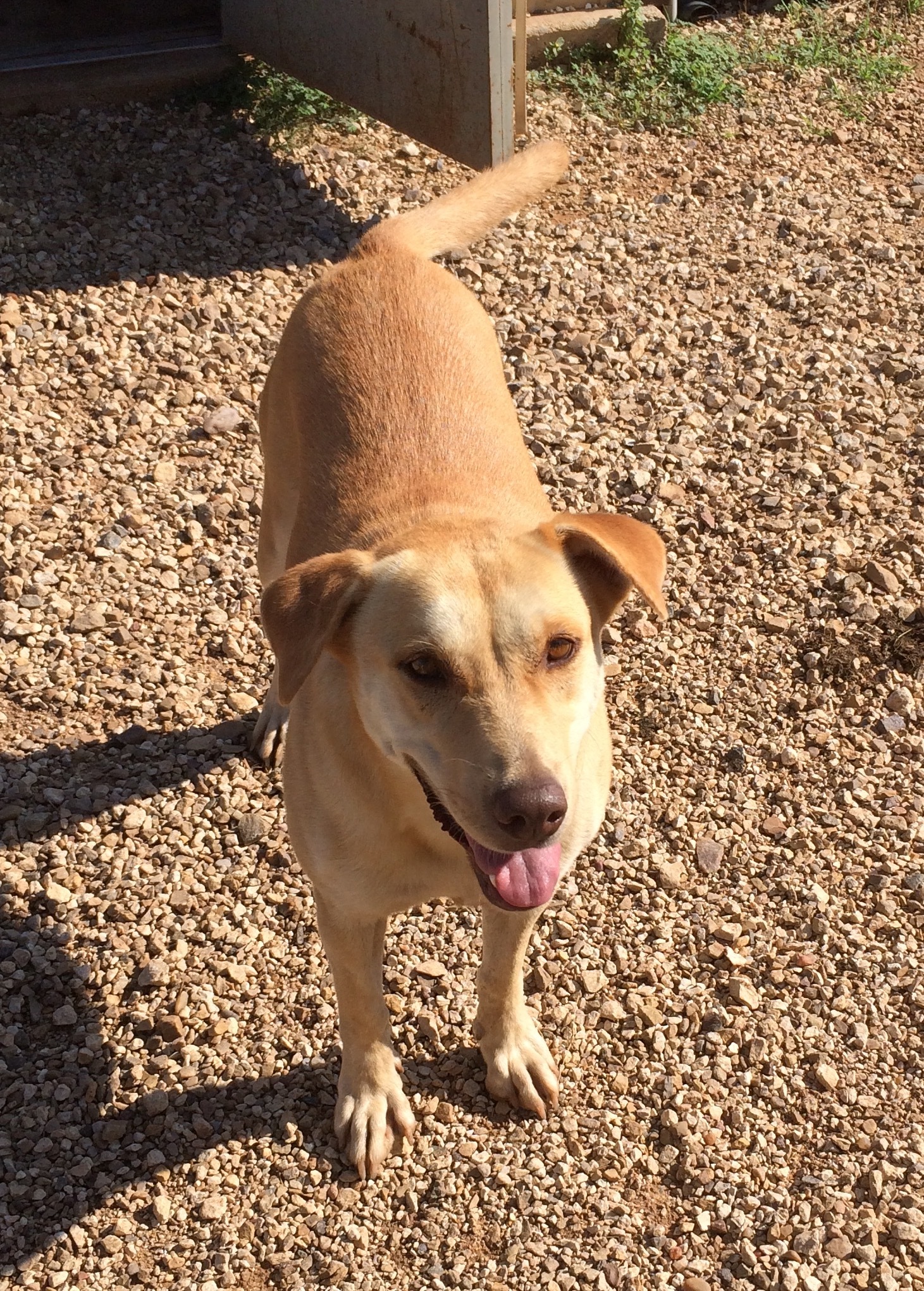 Rachel, an adoptable Labrador Retriever in Post, TX, 79356 | Photo Image 2