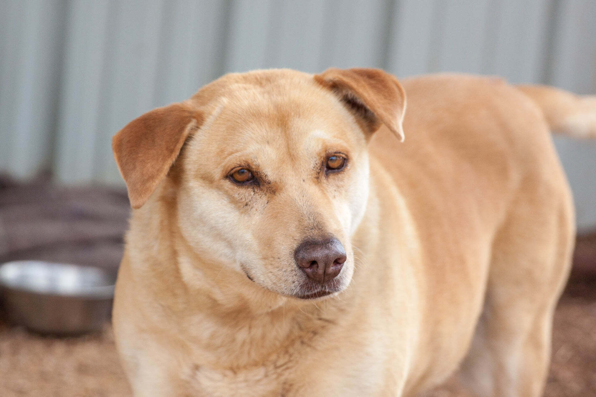 Rachel, an adoptable Labrador Retriever in Post, TX, 79356 | Photo Image 1