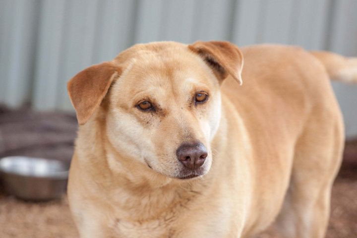 Rachel, an adoptable Labrador Retriever Mix in Post, TX_image-1