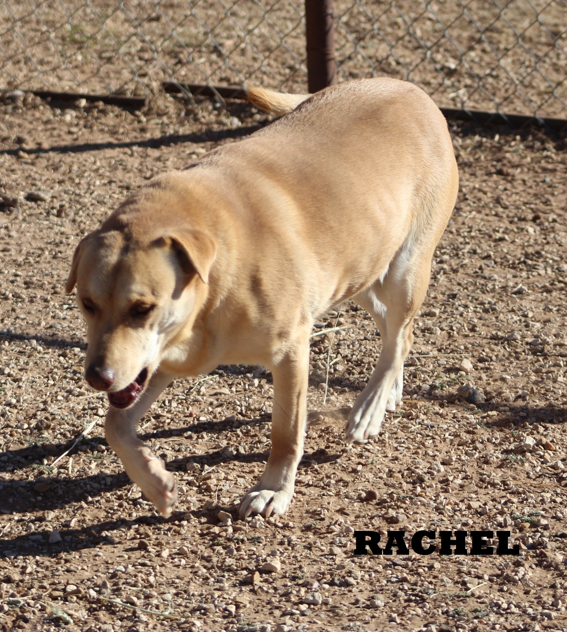 Rachel, an adoptable Labrador Retriever in Post, TX, 79356 | Photo Image 3