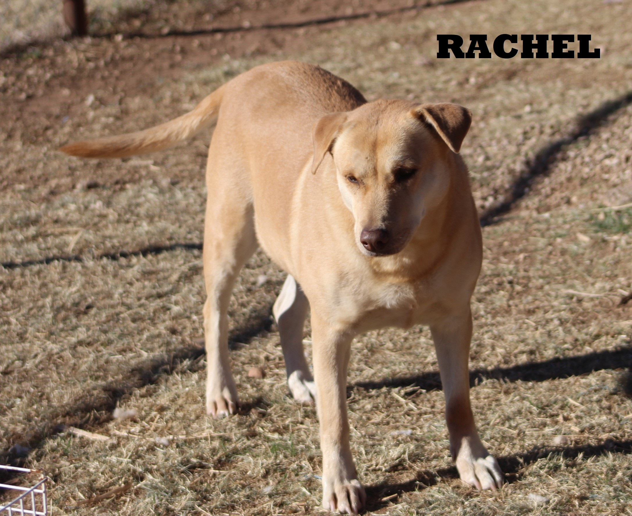 Rachel, an adoptable Labrador Retriever in Post, TX, 79356 | Photo Image 4