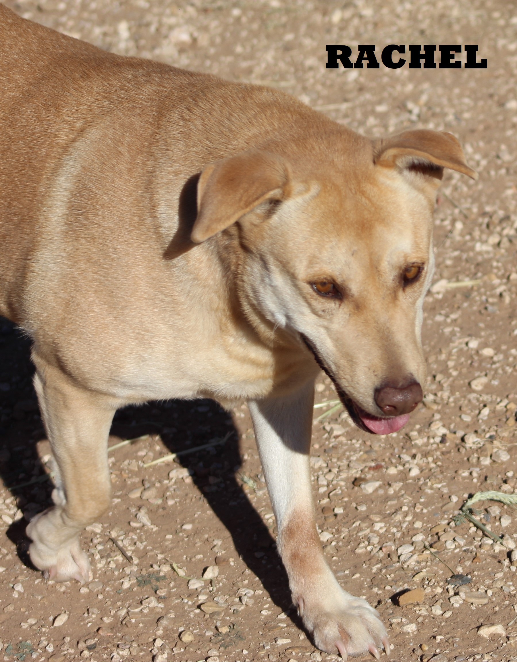 Rachel, an adoptable Labrador Retriever in Post, TX, 79356 | Photo Image 5