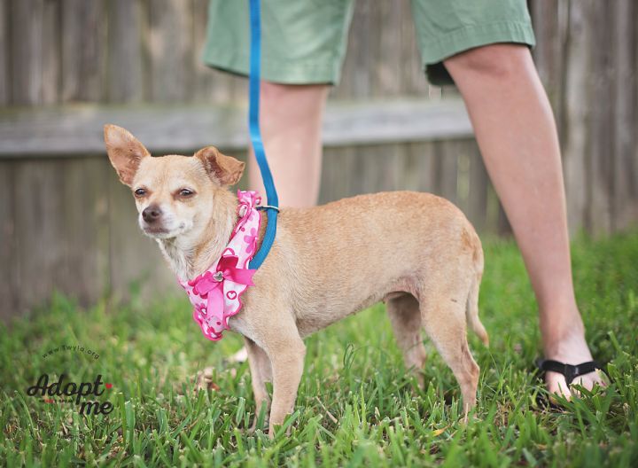 Izzy, an adopted Chihuahua in Kingwood, TX_image-4