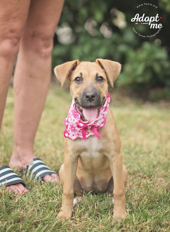 Scarlett, an adopted Boxer Mix in Kingwood, TX_image-4