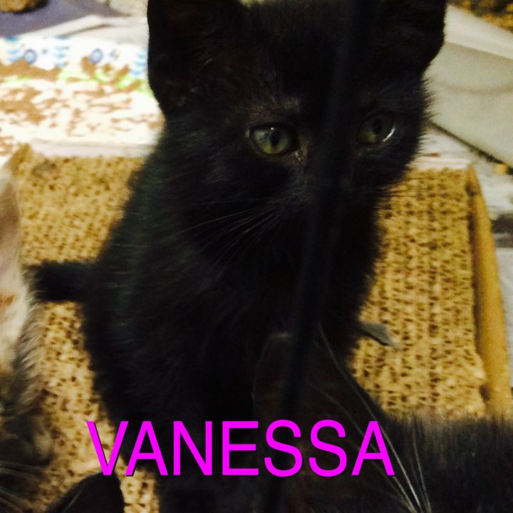 Vanessa L 1