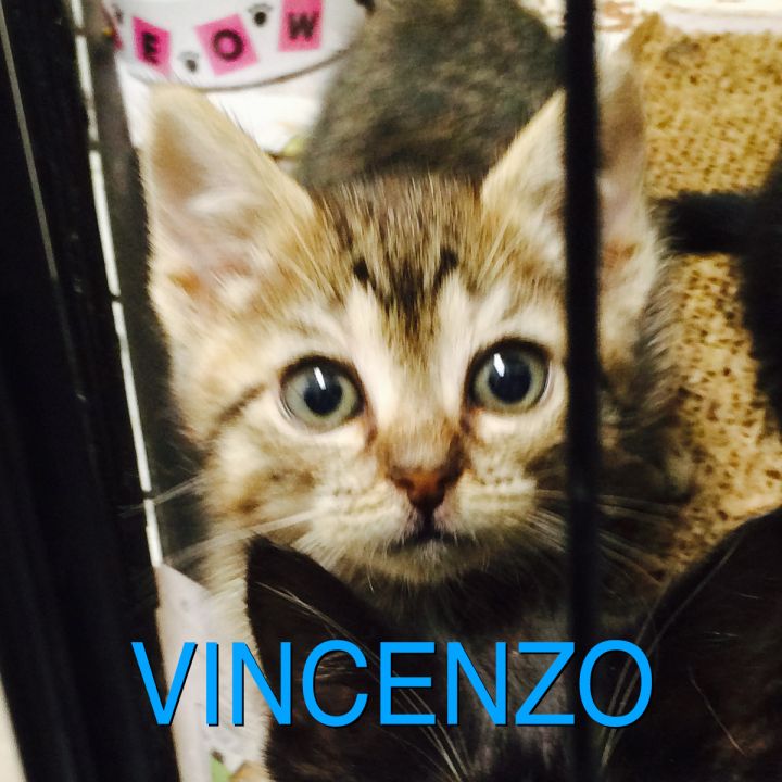 Vincenzo L 2