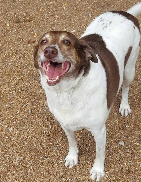 Bailey, an adoptable Australian Shepherd, Labrador Retriever in Godfrey, IL, 62035 | Photo Image 2