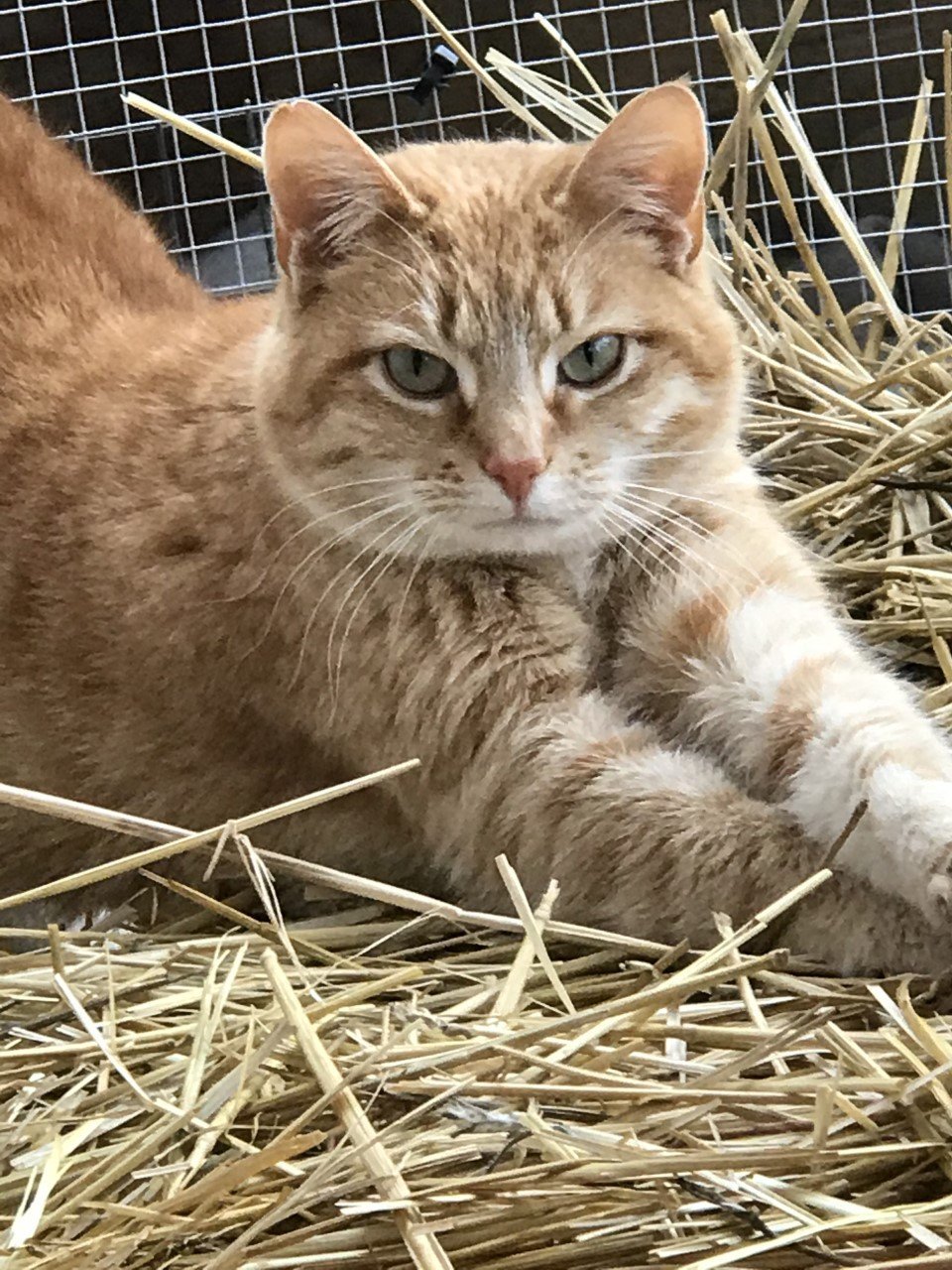Sammy, an adoptable Domestic Short Hair in Sistersville, WV, 26175 | Photo Image 2