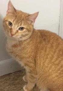 Sammy, an adoptable Domestic Short Hair in Sistersville, WV, 26175 | Photo Image 1