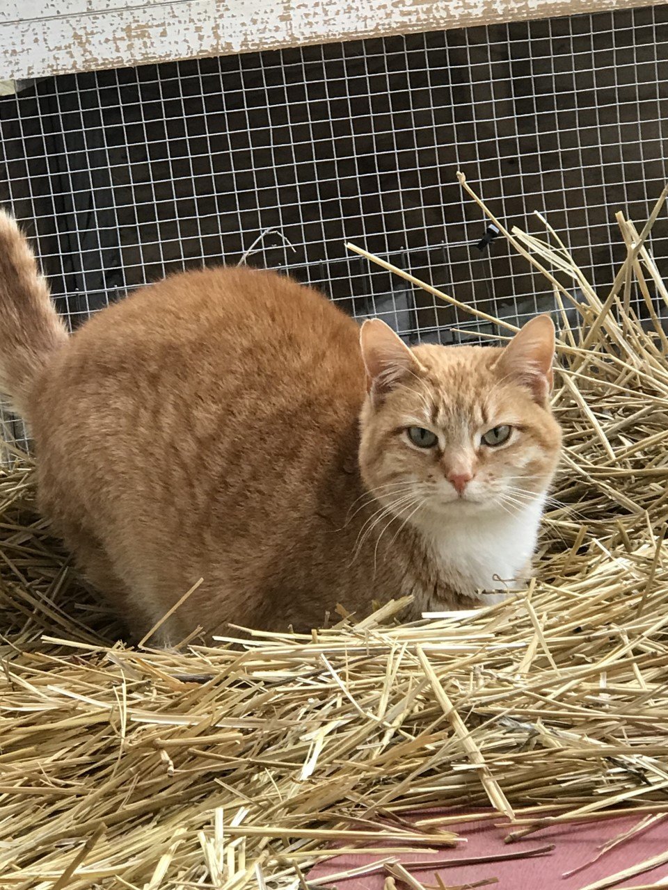 Sammy, an adoptable Domestic Short Hair in Sistersville, WV, 26175 | Photo Image 3