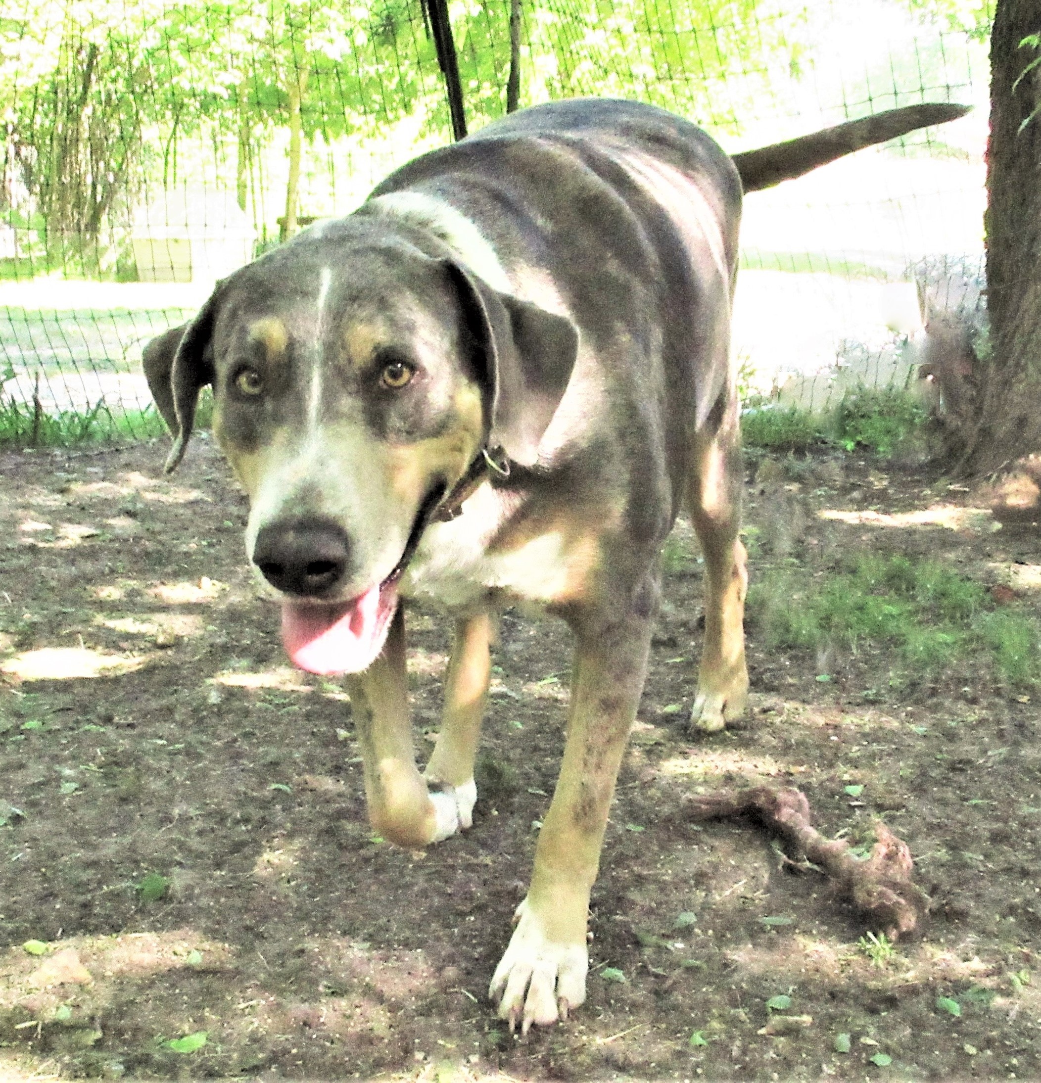 Duke, an adoptable Catahoula Leopard Dog in Godley, TX, 76044 | Photo Image 2