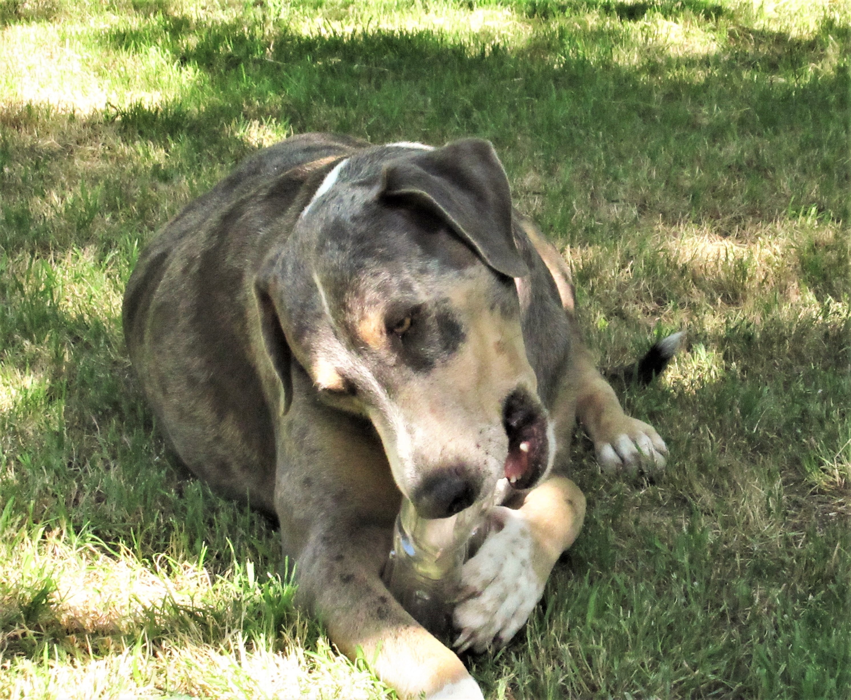 Duke, an adoptable Catahoula Leopard Dog in Godley, TX, 76044 | Photo Image 4