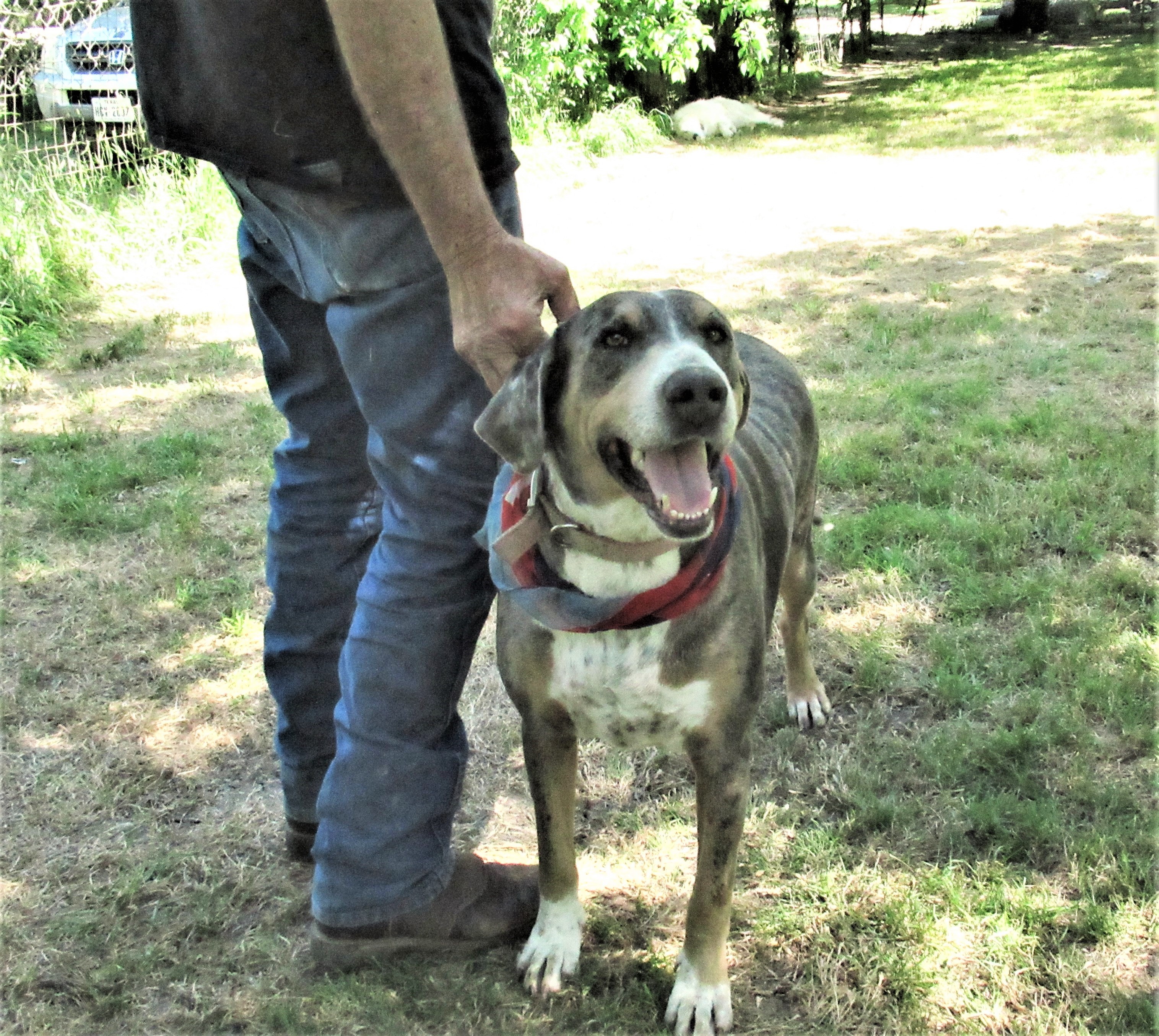 Duke, an adoptable Catahoula Leopard Dog in Godley, TX, 76044 | Photo Image 6