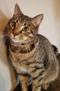 Luke, an adoptable Domestic Medium Hair in Sistersville, WV, 26175 | Photo Image 2