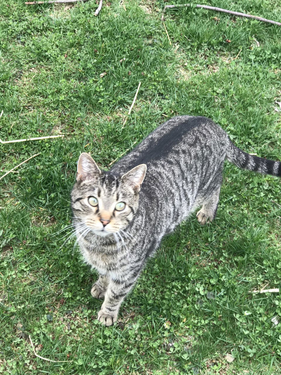 Luke, an adoptable Domestic Medium Hair in Sistersville, WV, 26175 | Photo Image 1