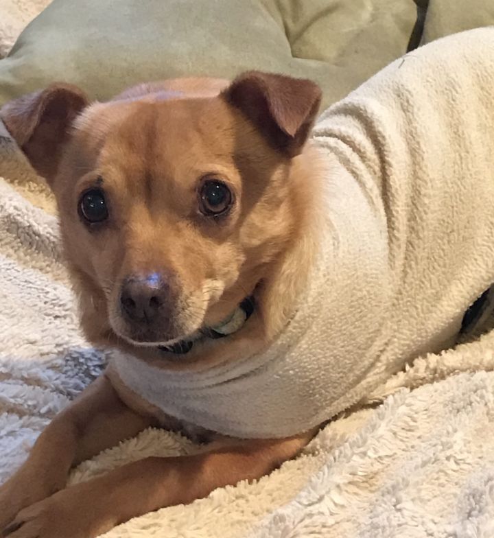 Ned, an adopted Chihuahua & Dachshund Mix in Petaluma, CA_image-2