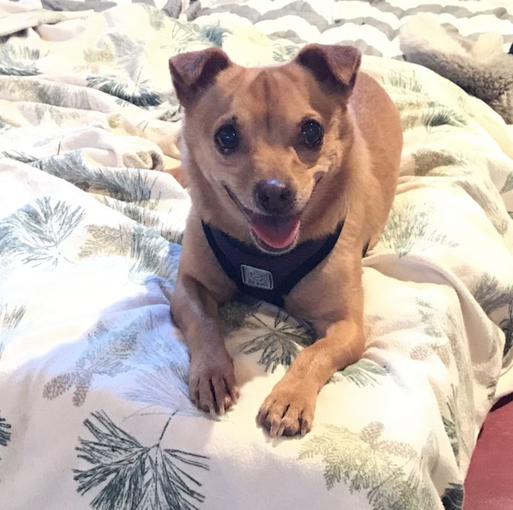 Ned, an adopted Chihuahua & Dachshund Mix in Petaluma, CA_image-1