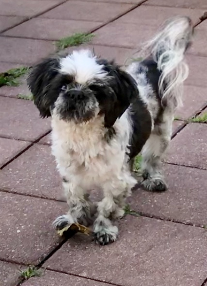 Dog For Adoption Simon Peter A Shih Tzu In Davie Fl Petfinder