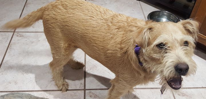 Golden retriever sale schnauzer mix