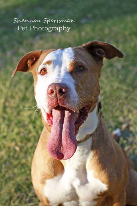 Arabella, an adoptable Pit Bull Terrier Mix in Tucson, AZ_image-1