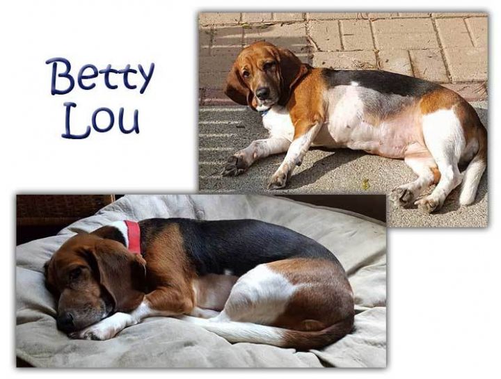 Betty Lou, an adoptable Basset Hound in Fayetteville, GA_image-1