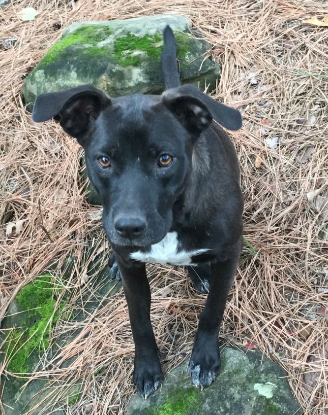 Australian cattle store and lab mix