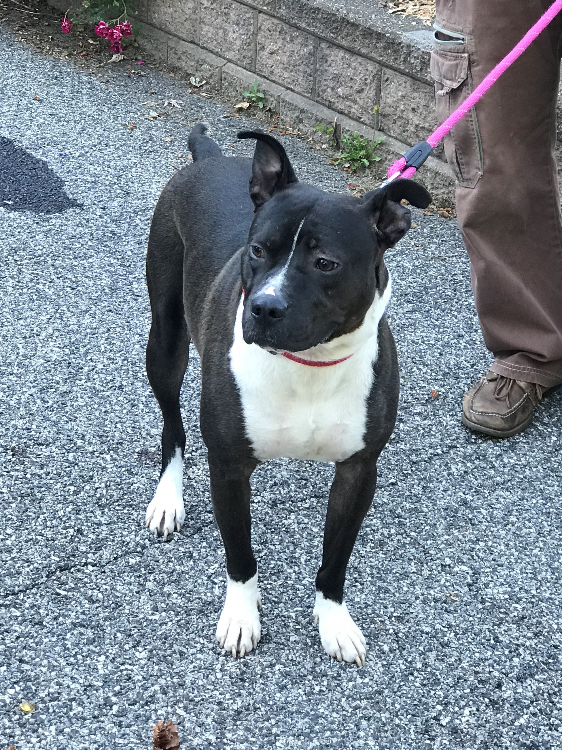 Max, an adoptable American Staffordshire Terrier in Cortlandt Manor, NY, 10567 | Photo Image 2