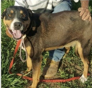 Juniper, an adoptable Pit Bull Terrier in Tuttle, OK, 73089 | Photo Image 1