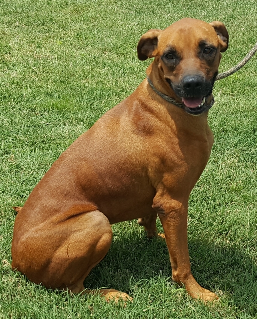 Lola, an adoptable Boxer in Tuttle, OK, 73089 | Photo Image 1
