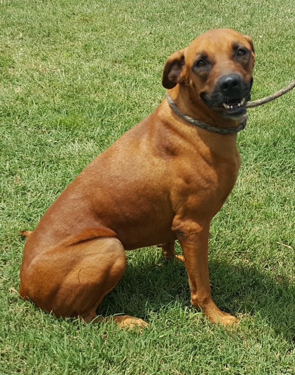 Lola, an adoptable Boxer in Tuttle, OK, 73089 | Photo Image 2