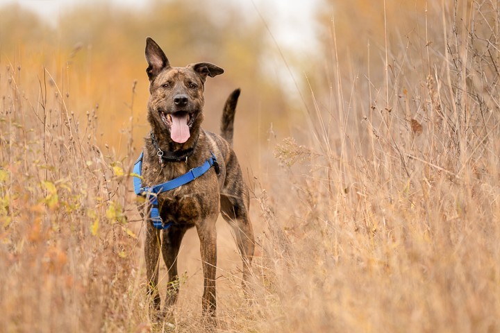 Moose, an adopted Shepherd Mix in Northville, MI_image-1