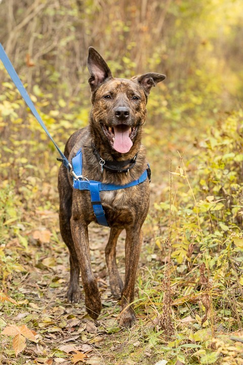 Moose, an adopted Shepherd Mix in Northville, MI_image-2