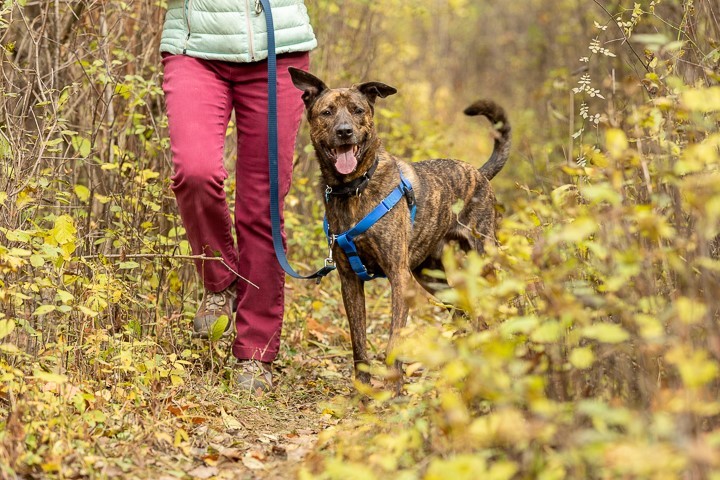 Moose, an adopted Shepherd Mix in Northville, MI_image-3