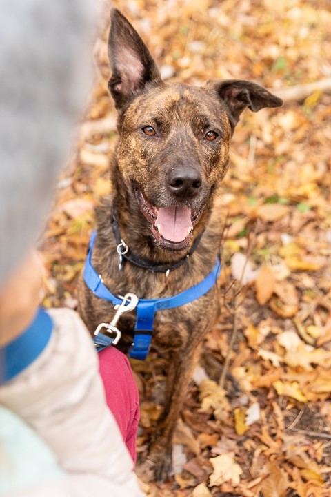 Moose, an adopted Shepherd Mix in Northville, MI_image-4
