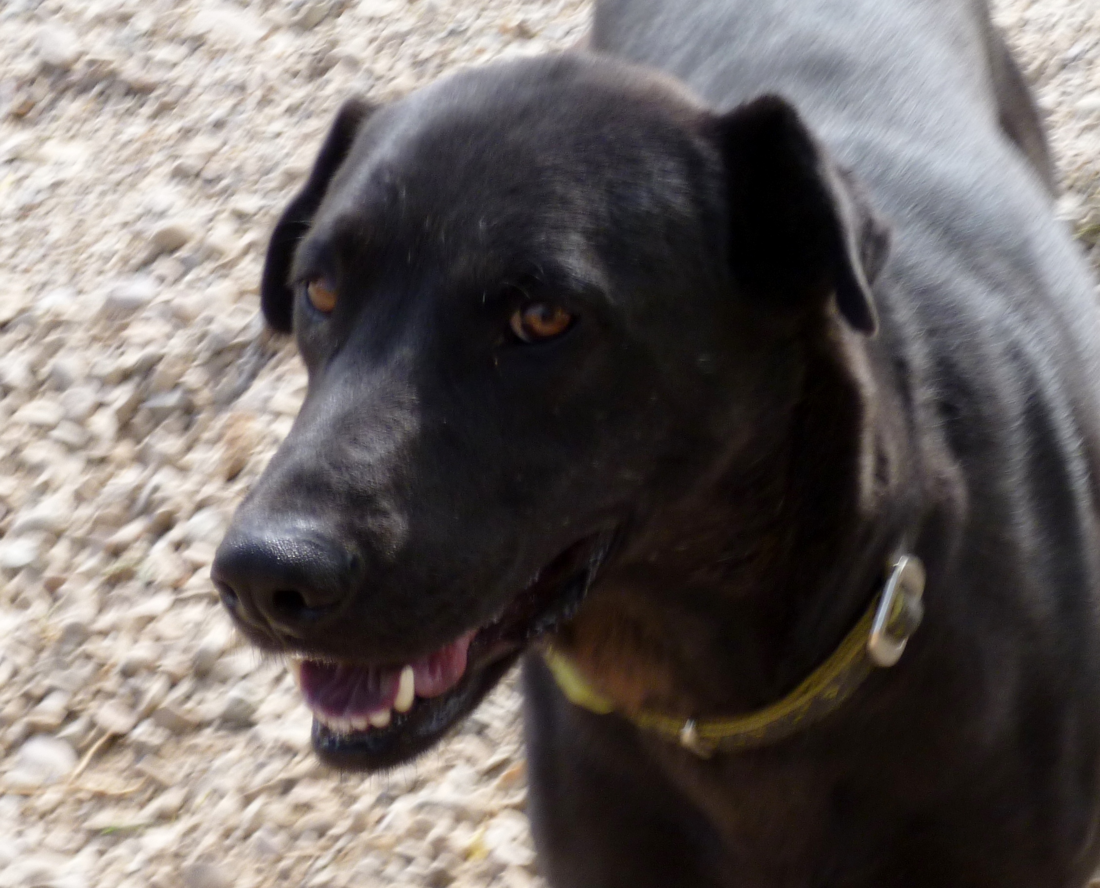 Charlie, an adoptable Shar-Pei, Labrador Retriever in Diamondville, WY, 83116 | Photo Image 2
