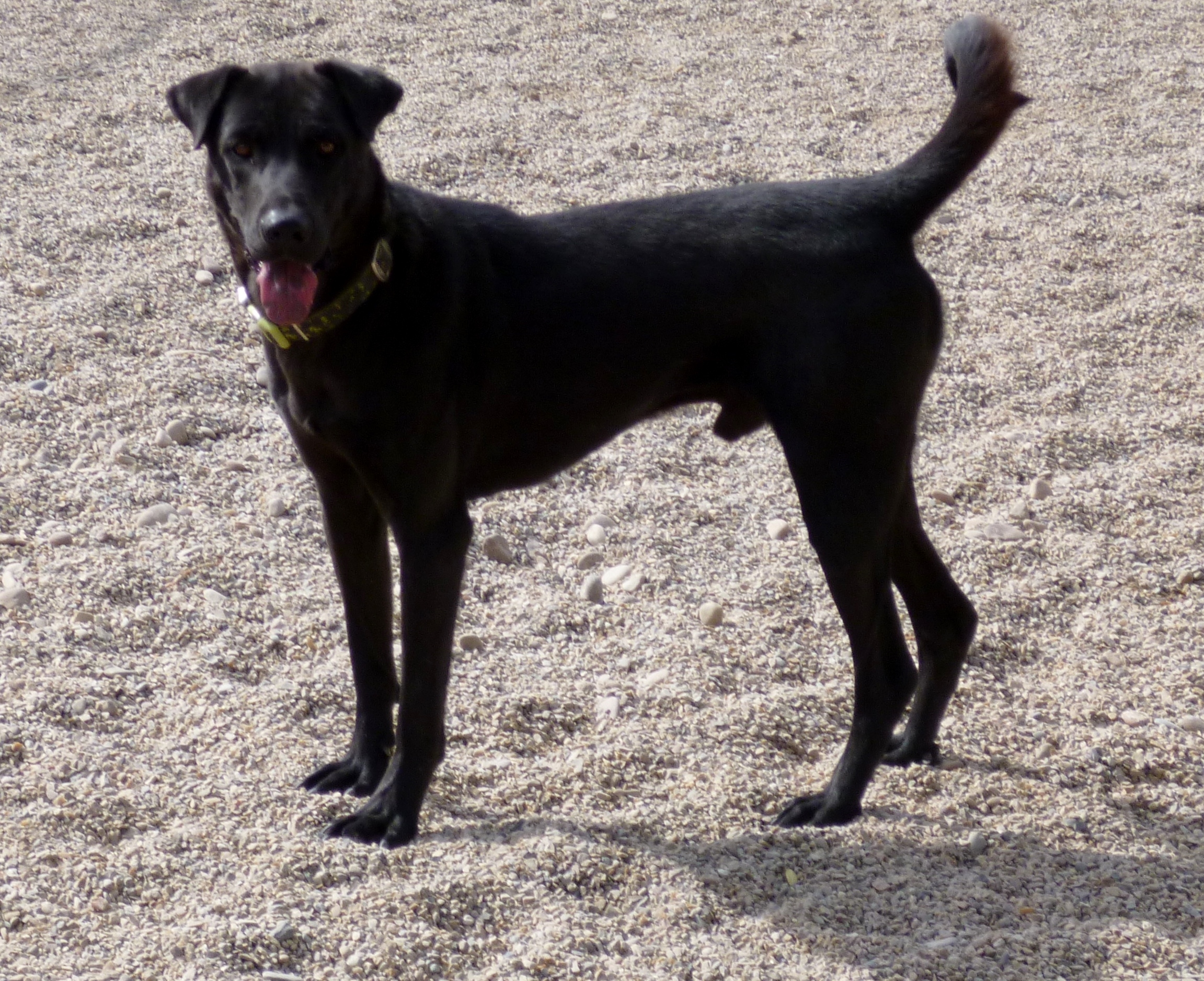 Charlie, an adoptable Shar-Pei, Labrador Retriever in Diamondville, WY, 83116 | Photo Image 1