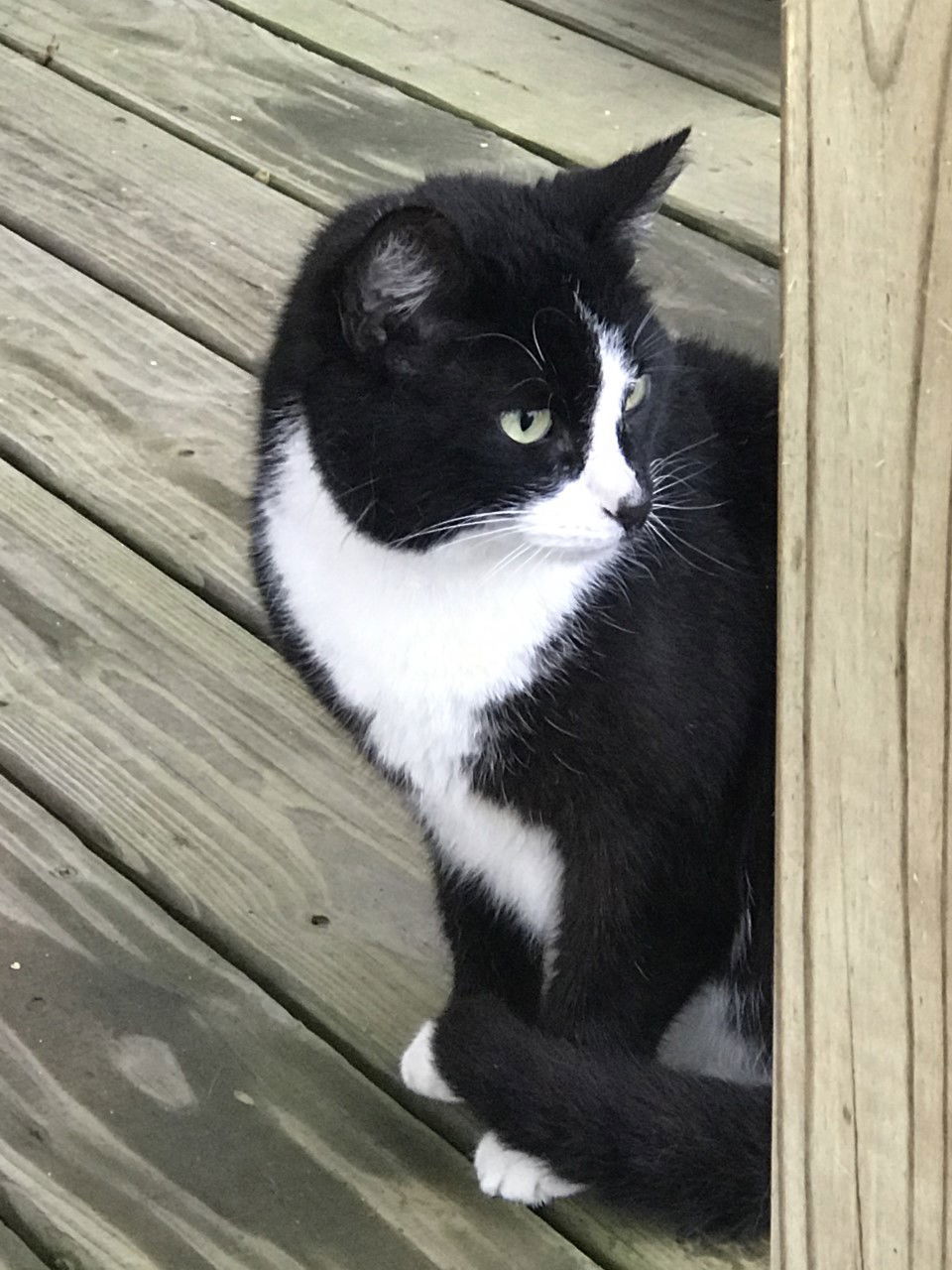 Julia, an adoptable Domestic Medium Hair in Sistersville, WV, 26175 | Photo Image 2