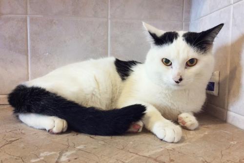 Cat For Adoption Sidney The Super Friendly Cow Cat A Domestic