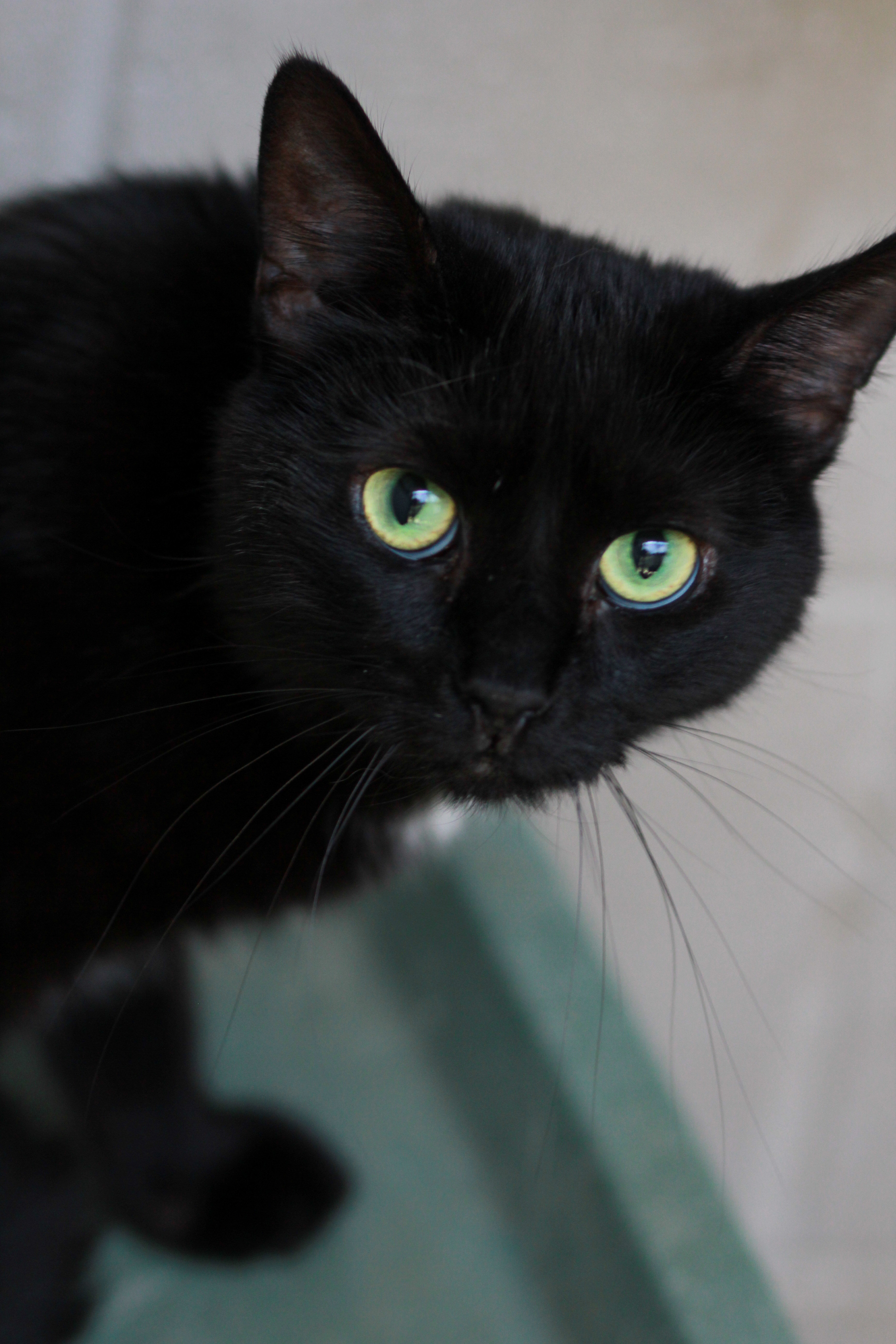 Jinx, an adoptable Domestic Short Hair in Berlin, MD, 21811 | Photo Image 1