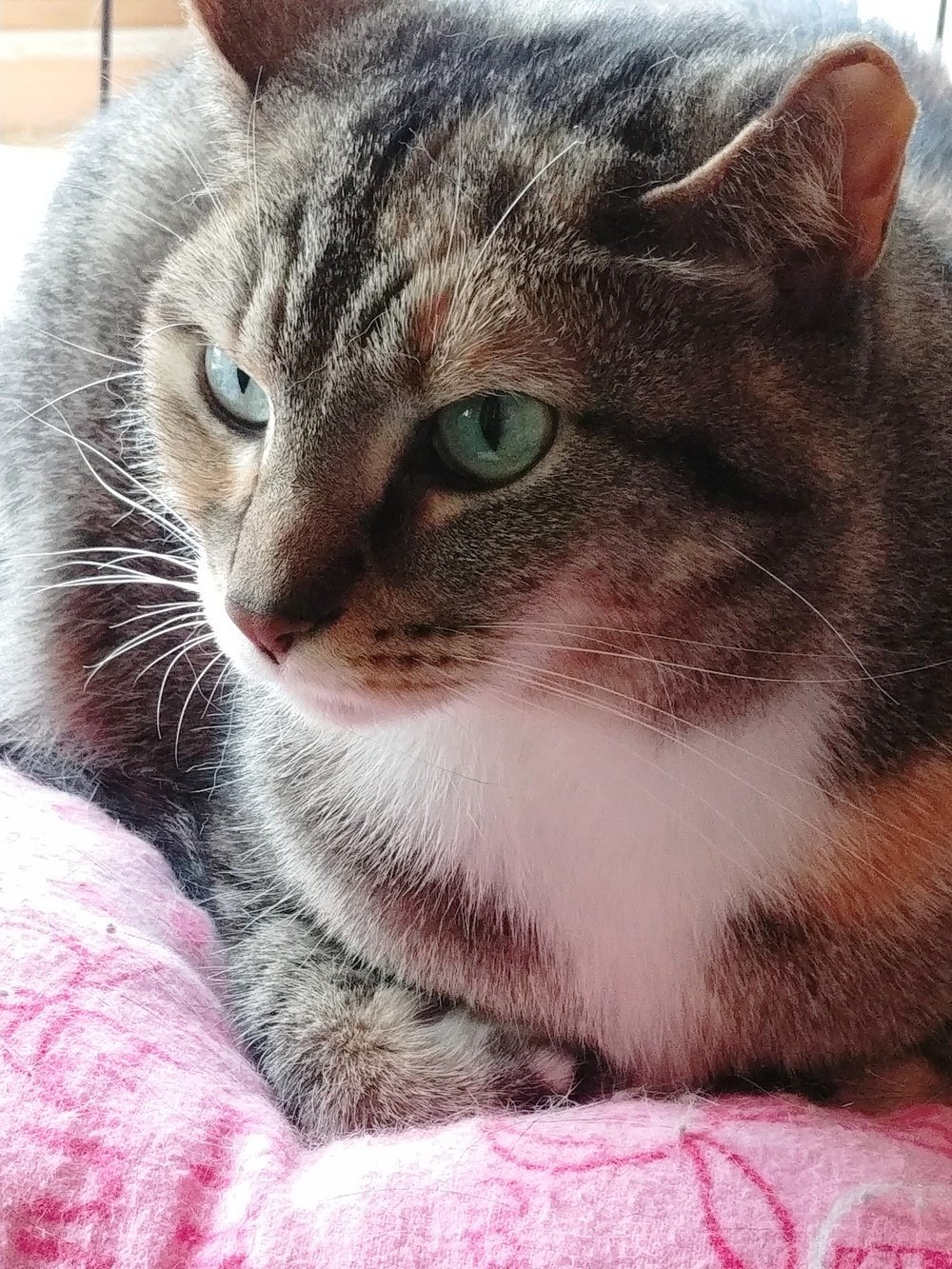 Petunia, an adoptable Calico, Tabby in South Saint Paul, MN, 55076 | Photo Image 2