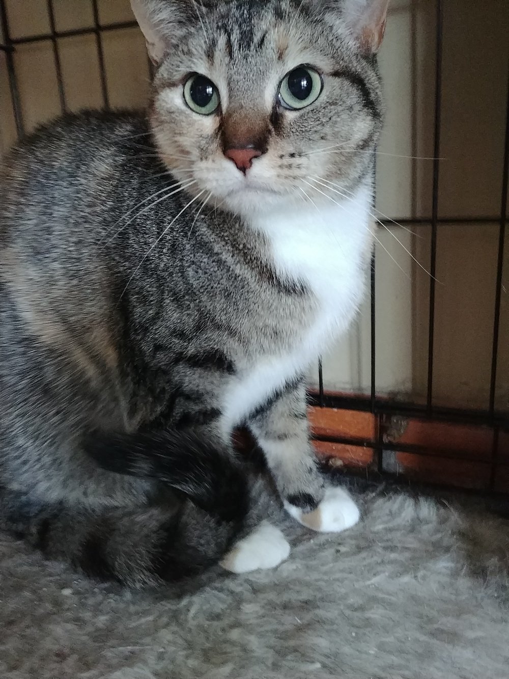 Petunia, an adoptable Calico, Tabby in South Saint Paul, MN, 55076 | Photo Image 1
