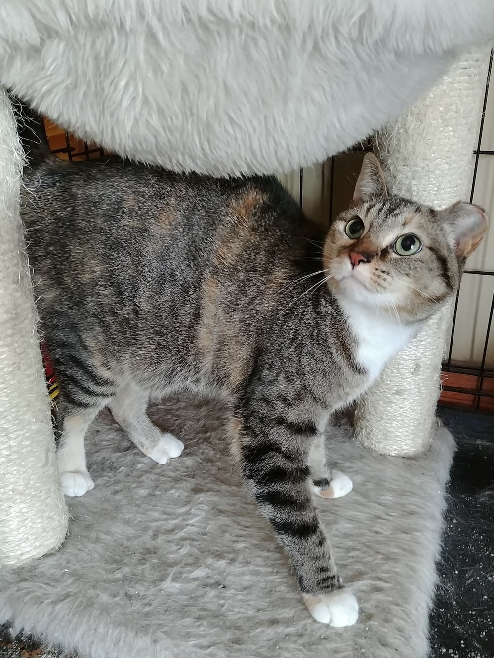 Petunia, an adoptable Calico, Tabby in South Saint Paul, MN, 55076 | Photo Image 3
