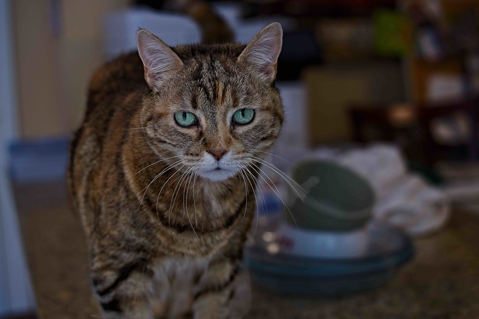 Savannah, an adoptable Abyssinian, Calico in Buford, GA, 30518 | Photo Image 1